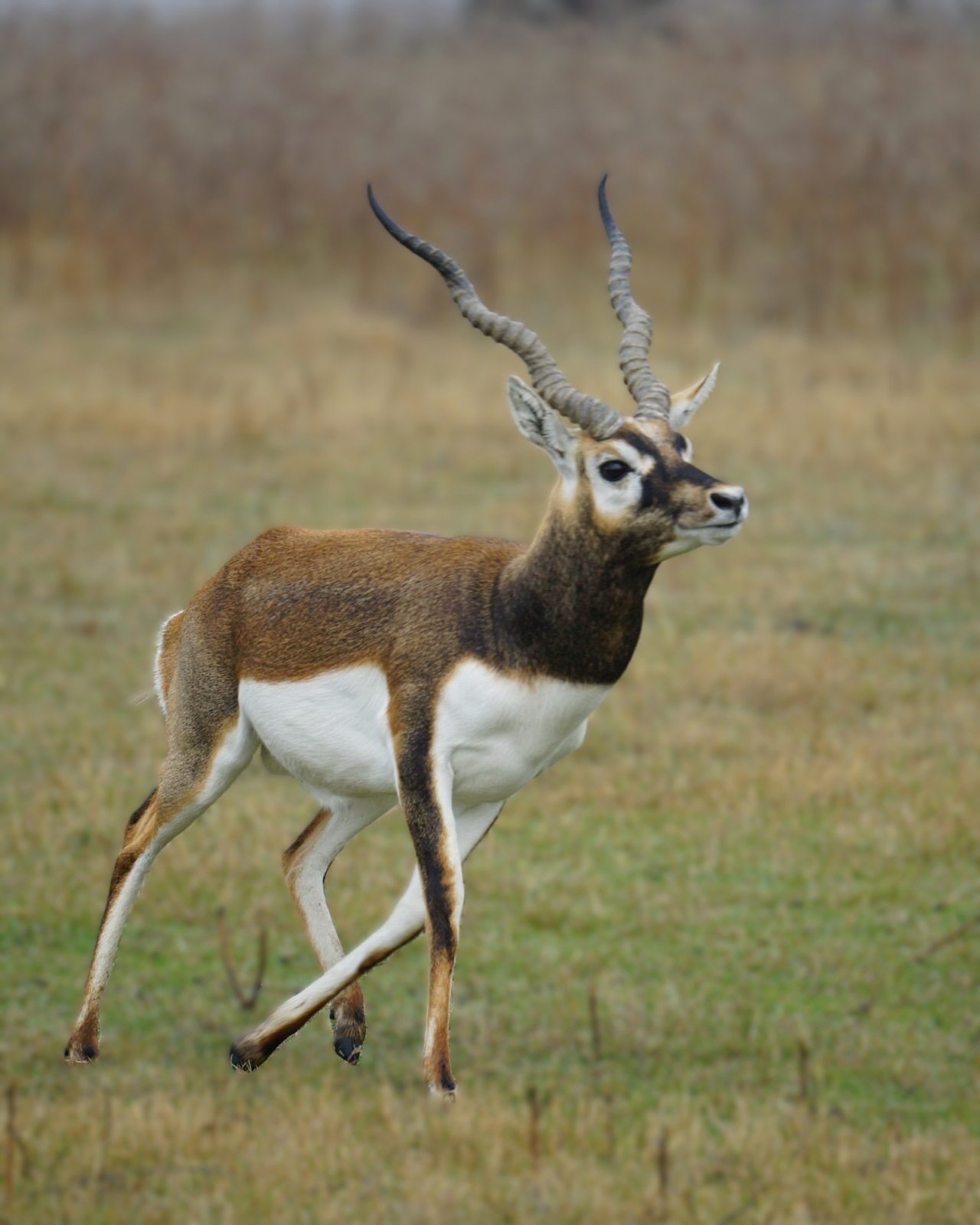 Blackbuck Antelope